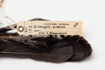Callaeas cinerea; LB4533; © Auckland Museum CC BY
