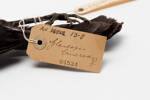 Callaeas cinerea; LB4534; © Auckland Museum CC BY