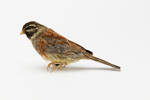 Emberiza cirlus; LB4666; © Auckland Museum CC BY