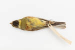 Emberiza cirlus; LB4667; © Auckland Museum CC BY