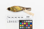 Emberiza cirlus; LB4667; © Auckland Museum CC BY