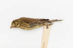 Emberiza cirlus; LB4668; © Auckland Museum CC BY