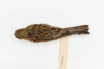 Emberiza cirlus; LB4668; © Auckland Museum CC BY