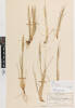 Puccinellia walkeri walkeri, AK227003, © Auckland Museum CC BY