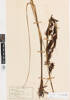 Gahnia procera, AK2300, © Auckland Museum CC BY