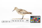 LB3914, Calidris alba, Photographed by: Kelly Gilchrist, photographer, digital, 27 Sep 2016, © Auckland Museum CC BY