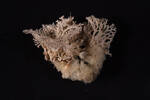Cnidaria Hydrozoa, MA656273, © Auckland Museum CC BY