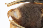 Mystacina tuberculata aupourica, LM307, © Auckland Museum CC BY