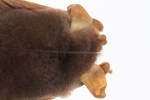 Mystacina tuberculata aupourica, LM309, © Auckland Museum CC BY