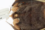 Mystacina tuberculata aupourica, LM311, © Auckland Museum CC BY