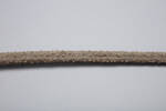 Chordata Vertebrata Chondrichthyes Elasmobranchii, MA123940, © Auckland Museum CC BY