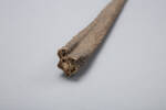 Chordata Vertebrata Chondrichthyes Elasmobranchii, MA123940, © Auckland Museum CC BY