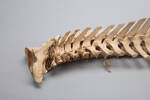 Chordata Vertebrata Mammalia Cetacea, MA123931, © Auckland Museum CC BY