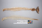 Chordata Vertebrata Mammalia Cetacea, MA123931, © Auckland Museum CC BY
