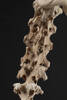 Aptornis defossor, LB544, © Auckland Museum CC BY