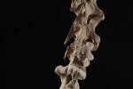 Aptornis defossor, LB544, © Auckland Museum CC BY