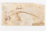 Sapheosaurus laticeps, LH2022, © Auckland Museum CC BY