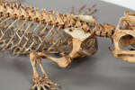 Sphenodon punctatus, LH288, © Auckland Museum CC BY