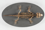 Sphenodon punctatus, LH288, © Auckland Museum CC BY