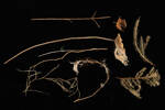Cnidaria Hydrozoa, MA43967, © Auckland Museum CC BY