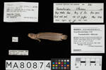Taumakoides littoreus, MA80874, © Auckland Museum CC BY