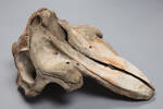 Chordata Vertebrata Mammalia Cetacea, MA131323, © Auckland Museum CC BY