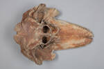 Chordata Vertebrata Mammalia Cetacea, MA131323, © Auckland Museum CC BY