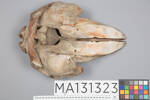 Chordata Vertebrata Mammalia Cetacea, MA131323, © Auckland Museum CC BY