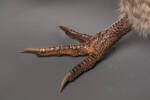 Apteryx haastii, LB2090, © Auckland Museum CC BY
