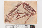Scaphognathus crassirostris, LH1635, © Auckland Museum CC BY