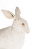 Lepus europaeus, LM429, © Auckland Museum CC BY