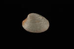 Dosina mactracea, MA85761, © Auckland Museum CC BY