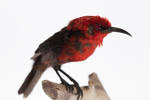 Myzomela cardinalis, LB9127, © Auckland Museum CC BY