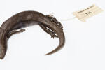 Oligosoma nigriplantare, LH516, © Auckland Museum CC BY, © Auckland Museum CC BY