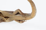 Oligosoma macgregori, LH558, © Auckland Museum CC BY, © Auckland Museum CC BY