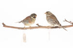 Emberiza cirlus, LB3995, © Auckland Museum CC BY
