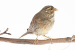 Emberiza cirlus, LB3996, © Auckland Museum CC BY
