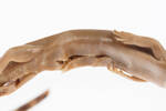 Oligosoma gracilicorpus, LH403, © Auckland Museum CC BY