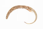Oligosoma gracilicorpus, LH403, © Auckland Museum CC BY