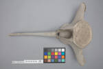 Chordata Vertebrata Mammalia Cetacea, MA130946, © Auckland Museum CC BY
