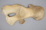 Chordata Vertebrata Mammalia Cetacea, MA131352, © Auckland Museum CC BY