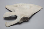 Chordata Vertebrata Mammalia Cetacea, MA130916, © Auckland Museum CC BY