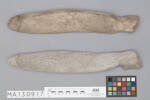 Chordata Vertebrata Mammalia Cetacea, MA130917, © Auckland Museum CC BY