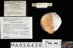 Tucetona laticostata, MA656436, © Auckland Museum CC BY