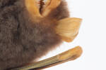 Mystacina tuberculata rhyacobia, LM305, © Auckland Museum CC BY