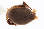 Mystacina tuberculata rhyacobia, LM306, © Auckland Museum CC BY