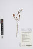 Dillwynia sericea, AK382221, © Auckland Museum CC BY