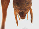 Paraneonetus multispinus syntype male, terminalia, dorsal view; AMNZ55077 © Auckland Museum CC BY