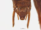Paraneonetus multispinus syntype male; AMNZ55077 © Auckland Museum CC BY