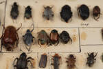 E. P. Pritchard Beetle Collection, 1985.6, © Auckland Museum CC BY